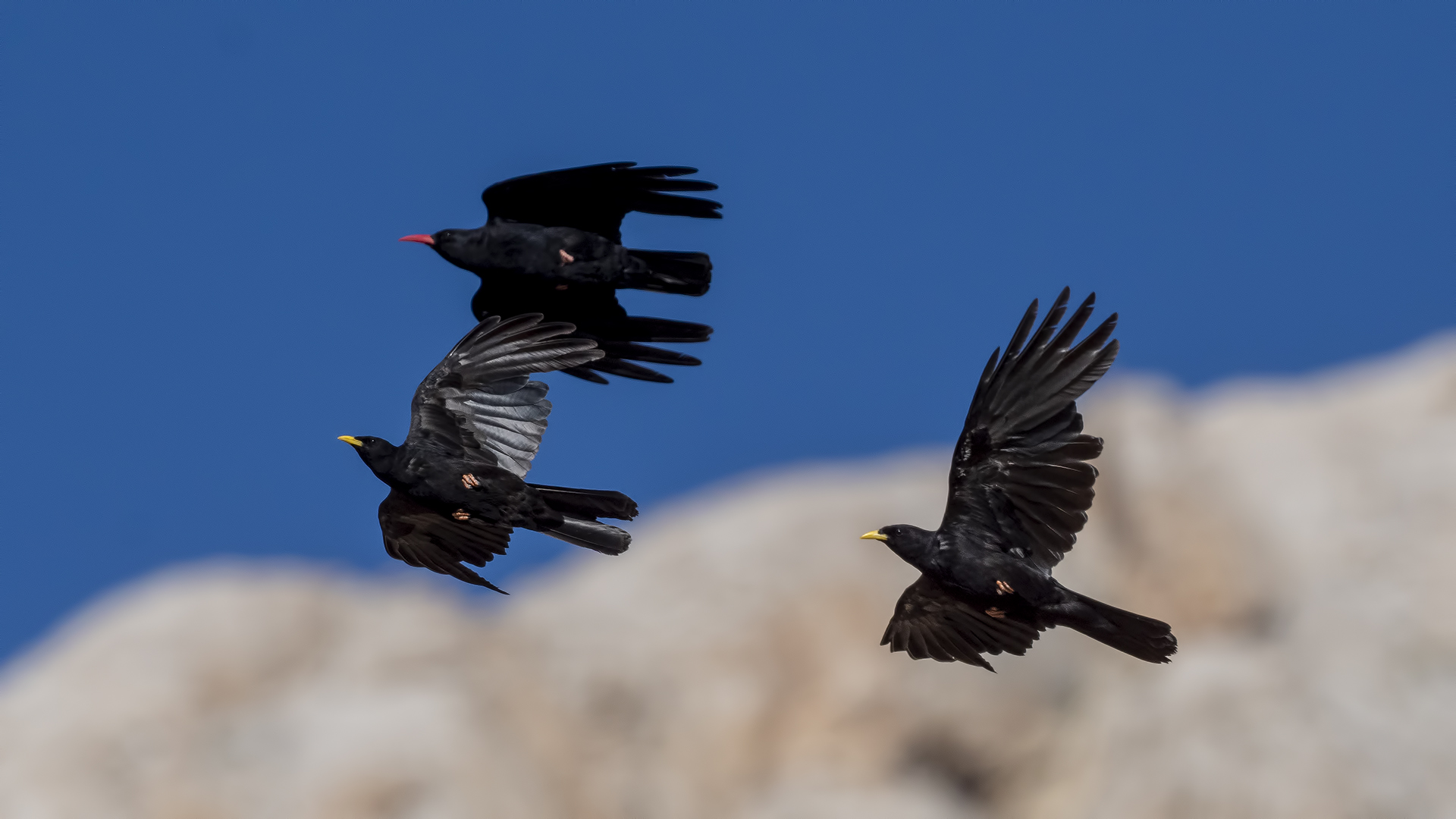 Yellow-billed Chough